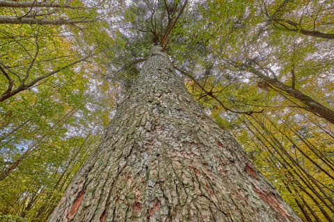 Gemeinde Bayerisch_Eisenstein Landkreis Regen Hans-Watzlik-Hain Waldhaustanne (Dirschl Johann) Deutschland REG